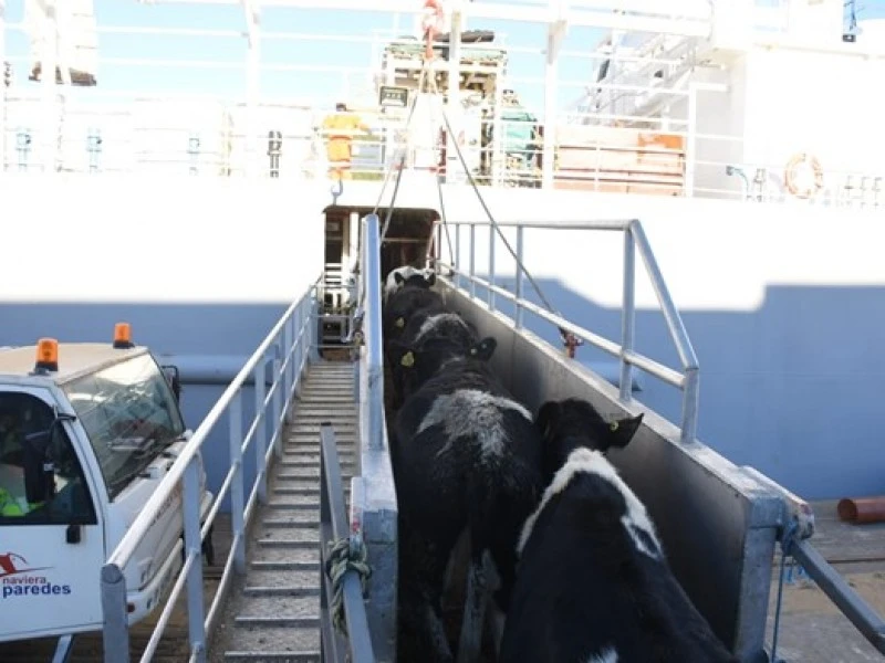  Segundo Embarque de Ganado “Chile alcanza los 100 mil bovinos en pie exportados”