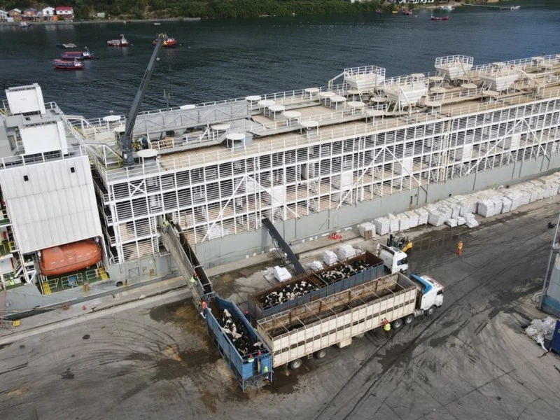  ZARPA EN PUERTO MONTT EL PRIMER EMBARQUE DE VAQUILLAS VIVAS DE LA TEMPORADA